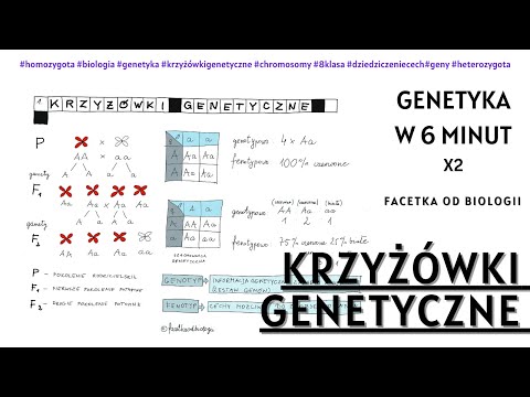 Jak robić krzyżówki genetyczne - Dziedziczenie cech - Biologia [8 Klasa] - Genetyka - Lekcje online