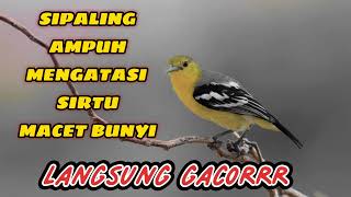 Download lagu masteran sirtu/cipoh paling ampuh untuk mengatasi sirtu yang macet bunyi mp3 Download lagu masteran sirtu/cipoh paling ampuh untuk mengatasi sirtu yang macet bunyi mp3