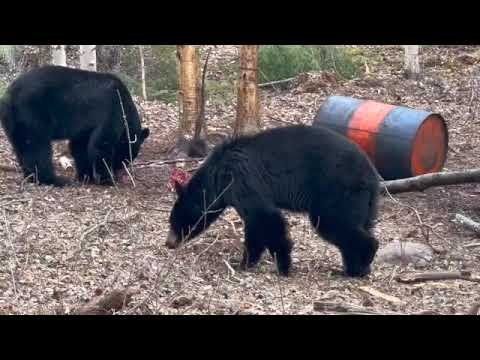 Stone Horse 2022 Spring Bear