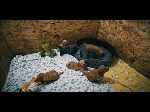 Cavapoo Welpe kaufen