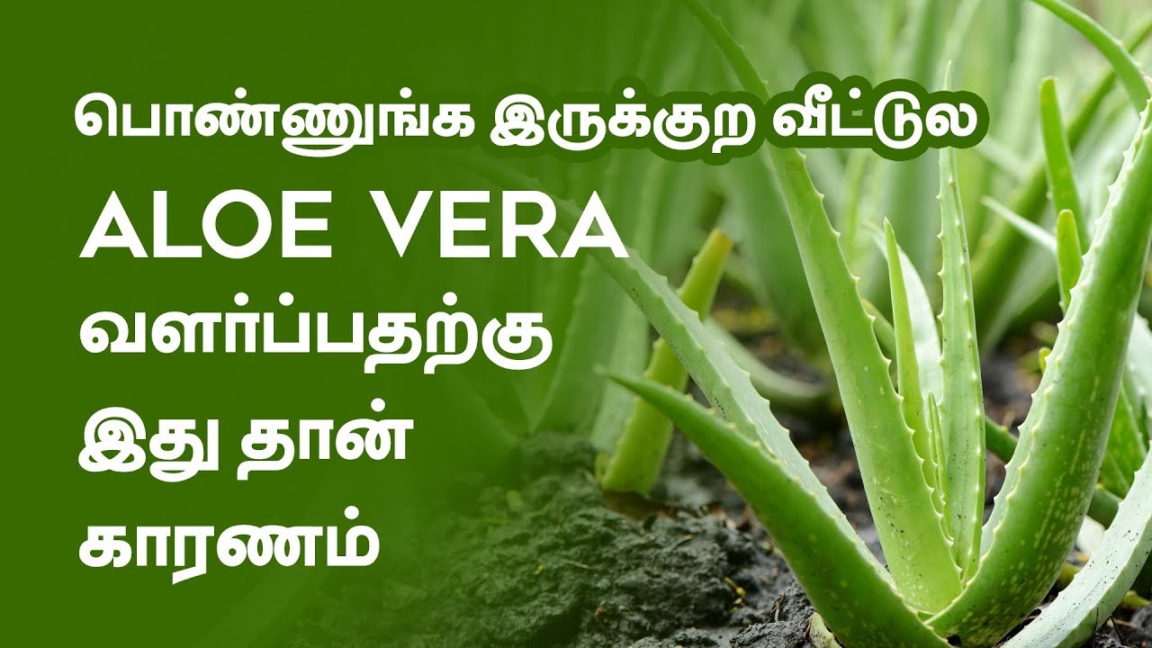 5 Amazing Beauty Tips With Aloe Vera Tamil Beauty Tv