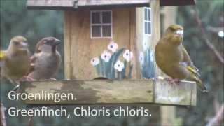 preview picture of video 'Groenlingen | Greenfinch, Chloris chloris | Veluwe | Uddel | Nederland.'