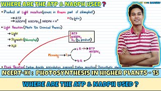 Photosynthesis in Higher Plants| Lec 15- Where are the ATP & NADPH used?| Class 11| NEET| Harishu