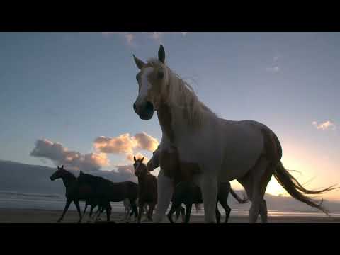 Daxson ft Susan Boyle - Wild horses (Tour de Trance Video edit)