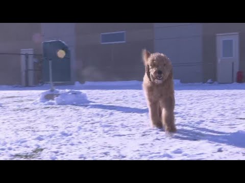 How to keep pets safe from rock salt throughout the winter