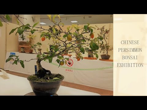 Chinese persimmon  (Royagaki) Bonsai Exhibition ・ローヤ柿盆栽展 2020