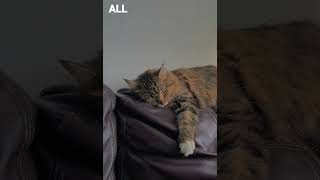 Taylor Swift - Everything Has Changed 🫶🏻ft.Ed Sheeran #shortvideo#edsheeran #taylorswift