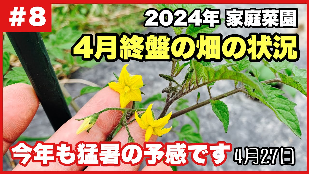 【ちょうどいい田舎暮らし】4月終盤の畑の状況…今年も猛暑の予感2024.4.27