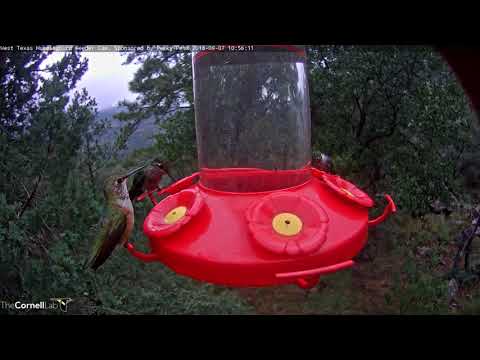 Full Feeder On West Texas Hummingbird Cam – Sept. 7, 2018