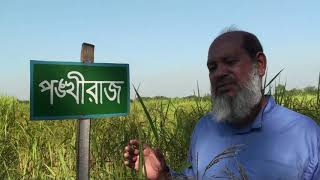এক নজরে তানোর উপজেলা