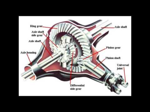 Ring and Pinion  Anthony