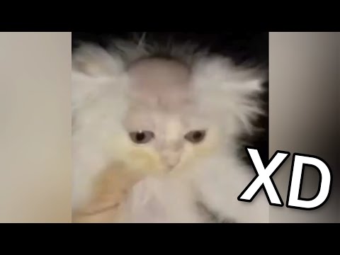 😂 VIDEO MEMES RANDOM XD #51, Si Te Ries Pierdes, Videos De Risa, Funny Tiktok, Try Not To Laugh