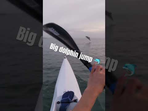 Dolphin does a big jump with a surf ski paddler