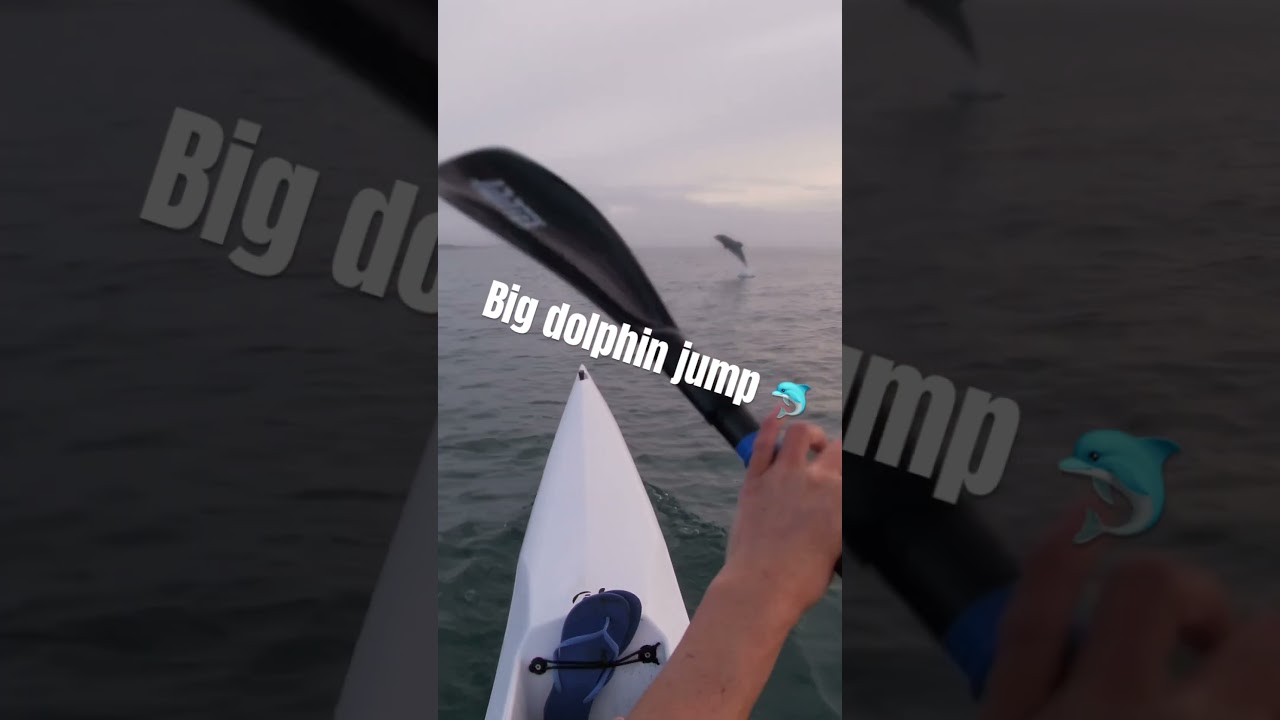 Dolphin does a big jump with a surf ski paddler