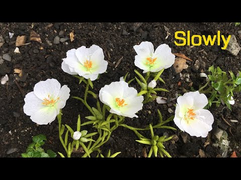 ABC TV |How To Make Portulaca Grandiflora Hook Paper Flower From Crepe Paper (Slowly)-Craft Tutorial
