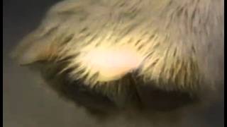 Classic Sesame Street - Bob sings &quot;Look a Little Closer&quot;