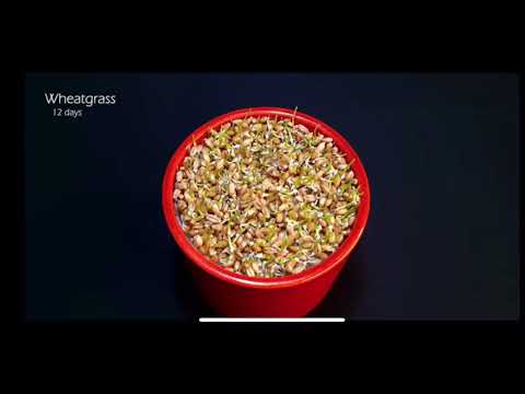 201 Days of Growing Plant Time-lapse Compilation