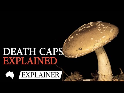 Death Cap Mushrooms: The silent killer hiding in plain sight