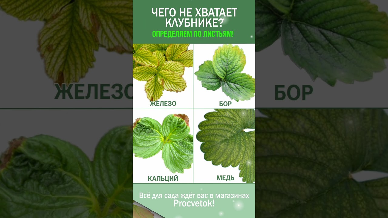 Увидели на клубнике такие листья? Это нехватка важных элементов питания! Чем подкормить клубнику
