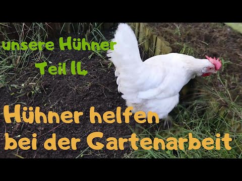 unsere Hühner - Teil 14: Gartenarbeit mit Hühnern ❤🐓❤