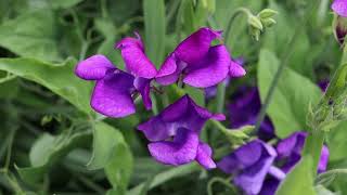 Sweet Pea 'Blue Shift'
