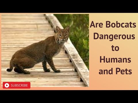 Are Bobcats Dangerous to Humans and Pets