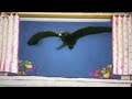 The Amazing World Small Birds