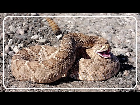 Rattlesnakes: Masters Of The Desert, Prairie, And Forest
