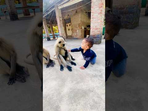 Patli Kamarya More – Part 1 | Series 312 🐵🦧🎥 #divyanshaurlangurkiyaari #monkey #funny