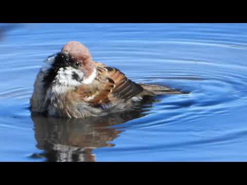 水たまりでスズメの水浴び　Tree Sparrow（雀、すずめ、学名 Passer montanus ）スズメ目スズメ科スズメ属　DSCN8033