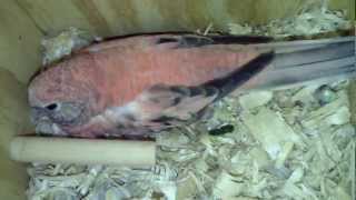 Rosey Bourkes Breeding First Year.