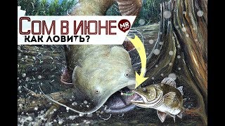 Ловля сома в июне как и на что