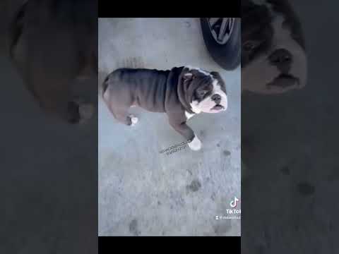 BULLDOG M257 Airgun Review: Power, Precision, Performance!