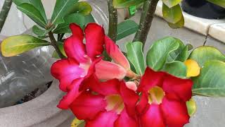 CUIDADO!  A   (vida)   muito curta pra ser pequena...