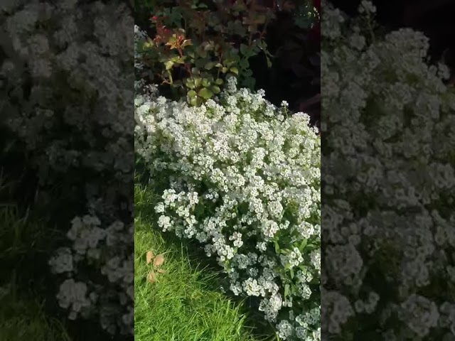 Стандарт поставки видео №1 Алиссум Биг Джем Уайт Бриллиант