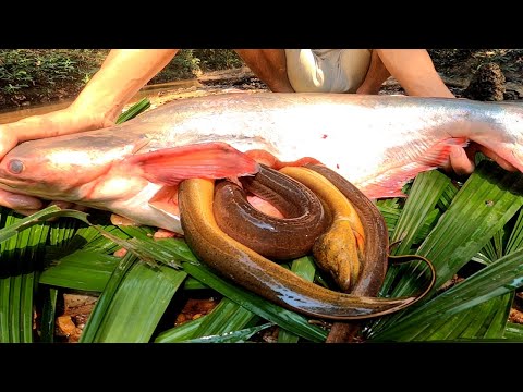 Unbelievable Found Big Eel in Fish Stomach then Cooking for Dinner