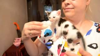 Kitten climbs owner to get to food