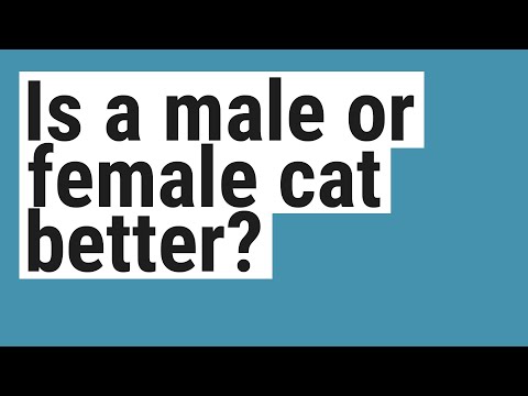 Is a male or female cat better?