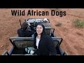 Wild African Dogs I Safari In South Africa