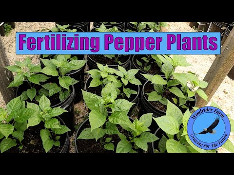 Fertilizing Pepper Plants