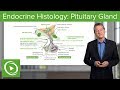 Endocrine Histology: Pituitary Gland – Histology | Lecturio