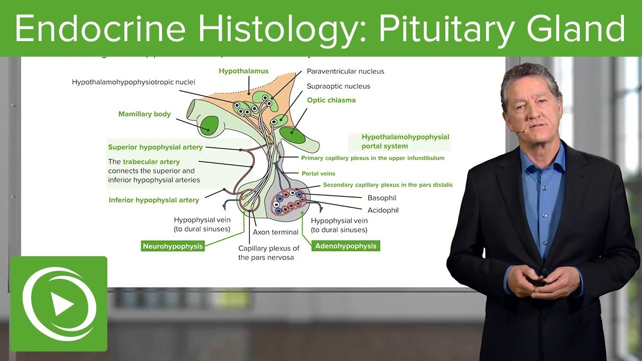 Endocrine Histology: Pituitary Gland – Histology | Lecturio