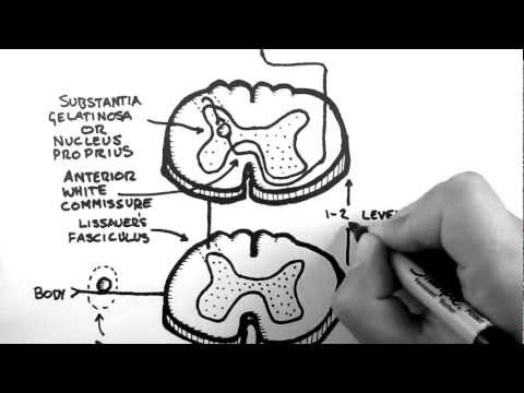 Spinal Pathways 3 - Spinothalamic Tract