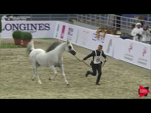 261 LVA MAXIMUS Sharjah International 2018