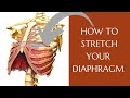 How To Stretch Your Diaphragm | Diaphragmatic Excursion