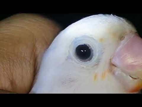 red eye ka split ki pehchan ya muga phla pata hota