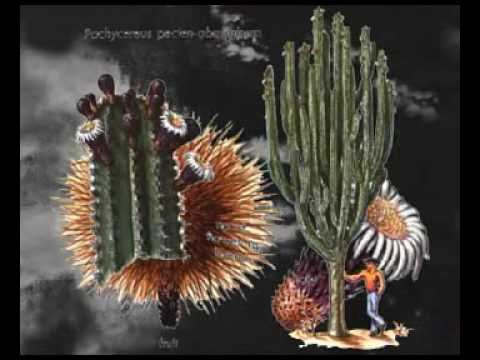 Kusumam - Fly Fly Will Be A Butterfly