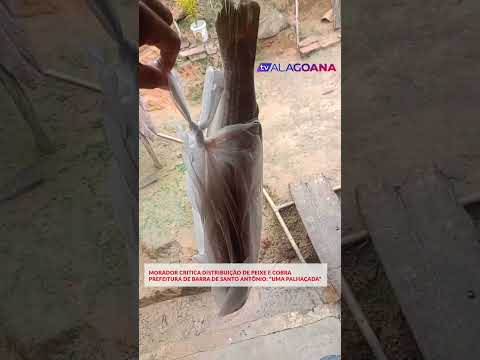 M0RAD0R CR1T1CA D1STRIBU1ÇÃ0 DE PEIXE E C0BRA PREFEITUR4 DE BARRA DE SANTO ANTÔNIO #shorts