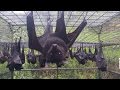 Australian rescued Bats | Rehab | Bat Megabat (Flying-fox) (Fruit bat) in care ❤️🦇