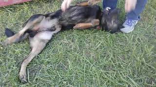 Video preview image #1 German Shepherd Dog-Unknown Mix Puppy For Sale in Kansas City, MO, USA